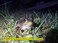 /home//u458753944/public_html/sourcegallery///Frogs/Mixed frogs/P1070642.JPG